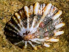 (Rough Limpet) topside