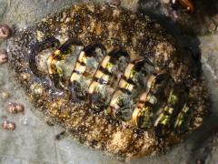 (California Spiny Chiton) upperside