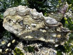 (Pacific Oyster) underside