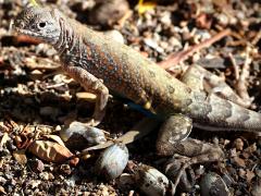 (Greater Earless Lizard) female back