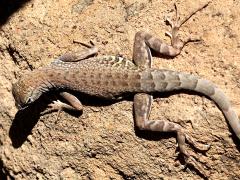 (Greater Earless Lizard) female dorsal