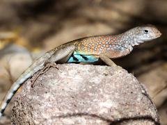(Greater Earless Lizard) male lateral