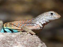 (Greater Earless Lizard) male profile
