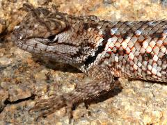 (Desert Spiny Lizard) juvenile dorsal