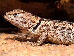 (Desert Spiny Lizard) juvenile lateral