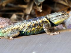 (Desert Spiny Lizard) male profile
