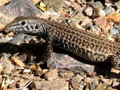 (Western Whiptail) profile