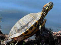 (Pond Slider) elegans basking