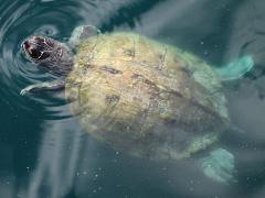 (False Map Turtle) kohnii female dorsal