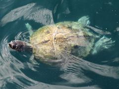(False Map Turtle) kohnii female profile