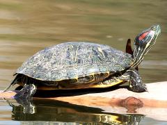 (Pond Slider) elegans female basking