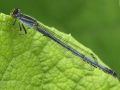 (Water Mite) attached to Eastern Forktail