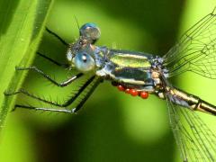 (Water Mite) on Emerald Spreadwing