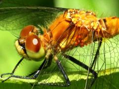 (Water Mite) on White-faced Meadowhawk