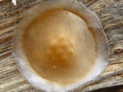 (Gnaphosidae Ground Spider) egg case