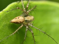 (Striped Lynx Spider) dorsal