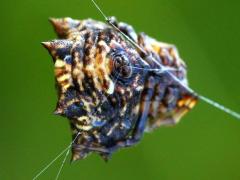 (Asian Spinybacked Orbweaver) ventral