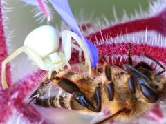 (Goldenrod Crab Spider) eating European Honey Bee