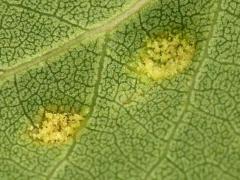 (Aspen Gall Mite) underside galls on Quaking Aspen