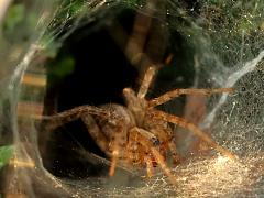 (Hololena Funnel Weaver) funnel