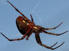 (Western Spotted Orbweaver) female profile