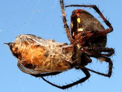 (Western Spotted Orbweaver) eating European Honey Bee