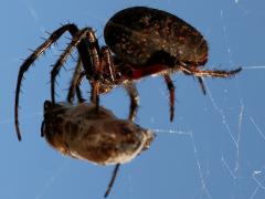 (Western Spotted Orbweaver) female lateral