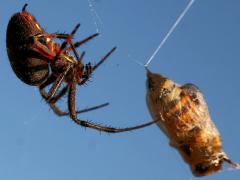 (Western Spotted Orbweaver) female side