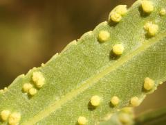 (Willow Bead Gall Mite) upperside galls on Goodding's Willow