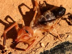 (Eremobates Windscorpion) dorsal