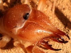 (Eremobates Windscorpion) head
