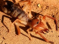 (Eremobates Windscorpion) profile