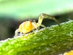 (Mecaphesa Crab Spider) profile