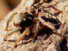 (Pyrrithrix Paradise Jumping Spider) profile