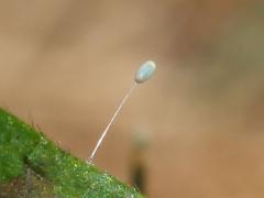 (Chrysopidae Green Lacewing) egg