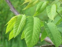 (Chrysopidae Green Lacewing) egg on Black Walnut