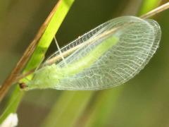 (Chrysopidae Green Lacewing) lateral