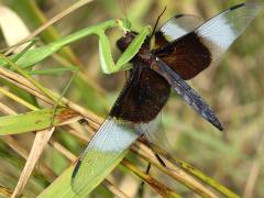 (Chinese Mantis) male eating Widow Skimmer