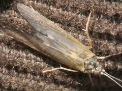 (Trichoptera Caddisfly) dorsal