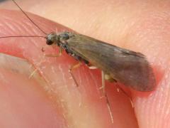(Trichoptera Caddisfly) lateral