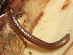(Juliformia Round-backed Millipede) on Bur Oak