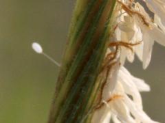 (Chrysopidae Green Lacewing) egg on Prairie Cord Grass