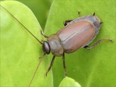 (Pacific Beetle Cockroach) adult