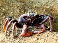 (Urvillii Horned Ghost Crab) frontal