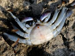 (Mottled Lightfoot Crab) ventral