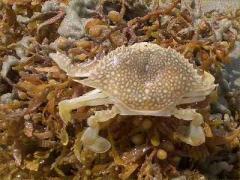 (Speckled Swimming Crab) dorsal on Brown Seaweed
