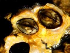 (Chthamalus Barnacle) top