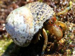 (Blueband Hermit Crab) in Banded Tegula