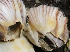 (Striped Barnacle) profile