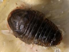 (Sphaeromatidae Seapill) dorsal